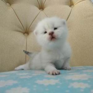 男男+纯肉+茎交
